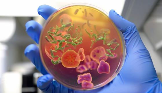 Comment les milieux de culture déshydratés de Baibo soutiennent les tests microbiens dans les établissements de santé et de recherche