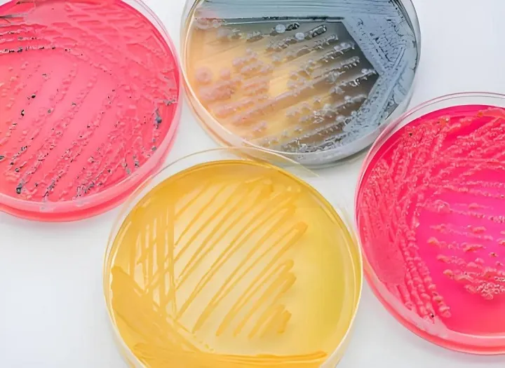 BABIO lance une gélose nutritive de qualité supérieure pour une culture microbienne précise dans le cadre d'essais sur les aliments, l'eau et l'environnement.