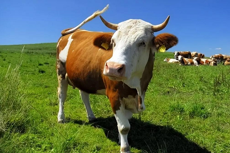 BABIO présente son kit avancé de test rapide de gestation bovine (méthode par fluorescence)
