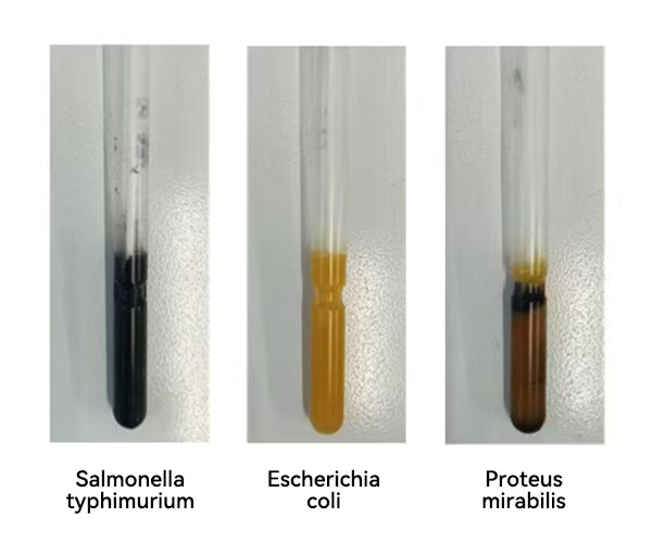 BABIO lance un milieu d'enrichissement avancé Salmonella-Shigella pour une récupération précise des pathogènes