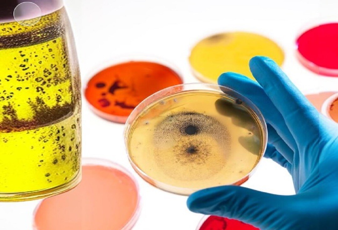 Gránulos de agua de peptona tamponada (BPW) - Preenriquecimiento fiable para la detección de Salmonella y Listeria