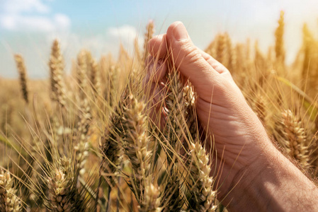 BABIO lanza prueba rápida para detección de toxina T-2 en alimentos y piensos