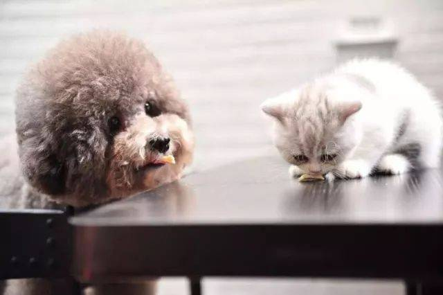 BABIO lanza kits avanzados de pruebas rápidas para mascotas para la atención veterinaria mundial