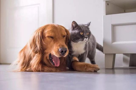 Los kits de prueba para mascotas BABIO impulsan diagnósticos veterinarios rápidos y confiables en todo el mundo