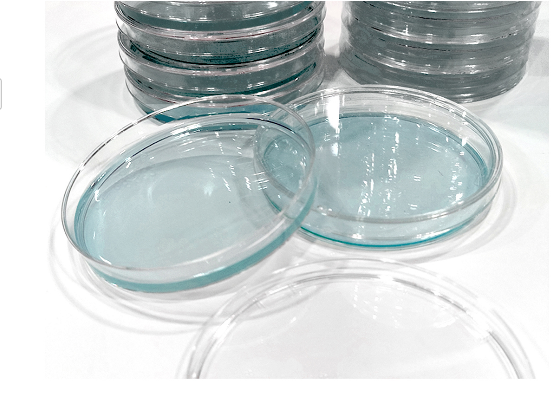 Placas de agar GVPC listas para usar de BABIO mejoran la eficiencia de las pruebas de agua para Legionella