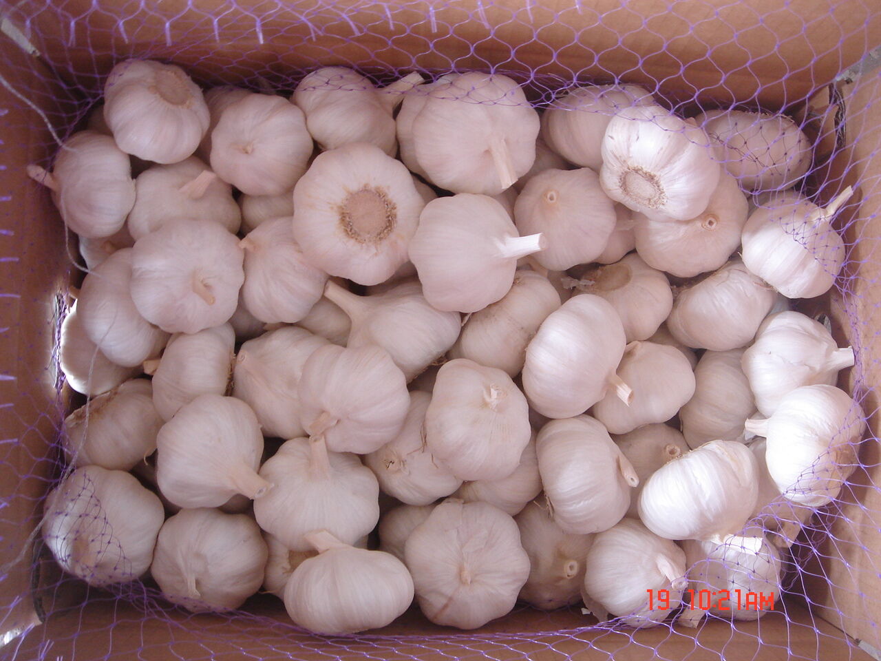 Fresh Garlic in Loose Carton