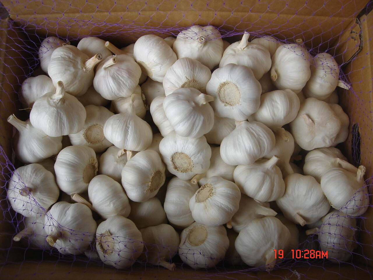 Fresh Garlic in Loose Carton