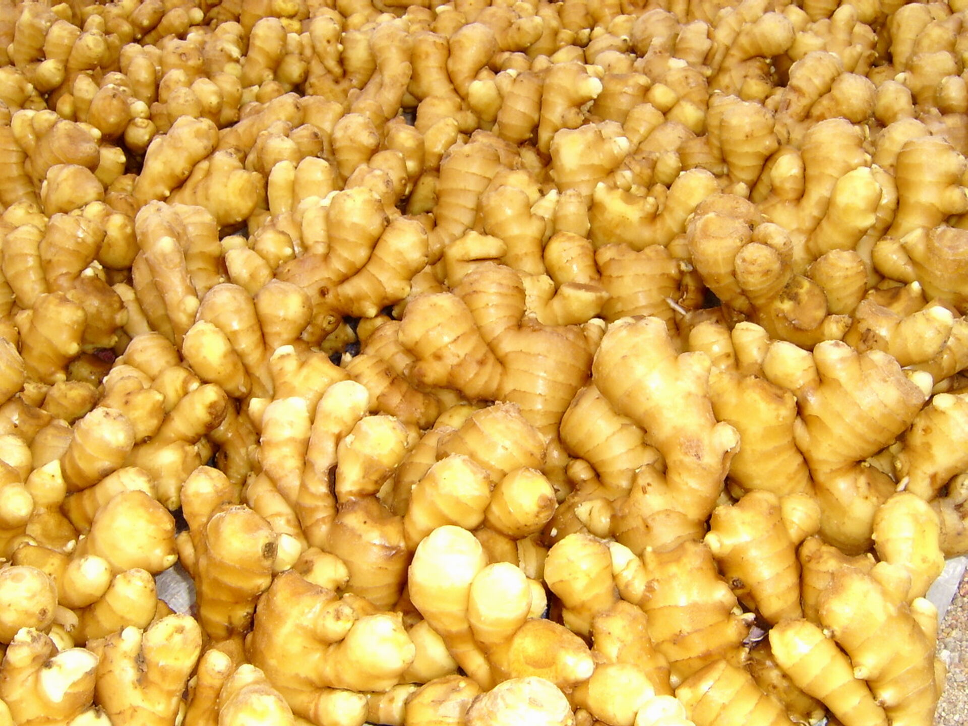 Fresh Ginger / Washed Ginger  in mesh bag