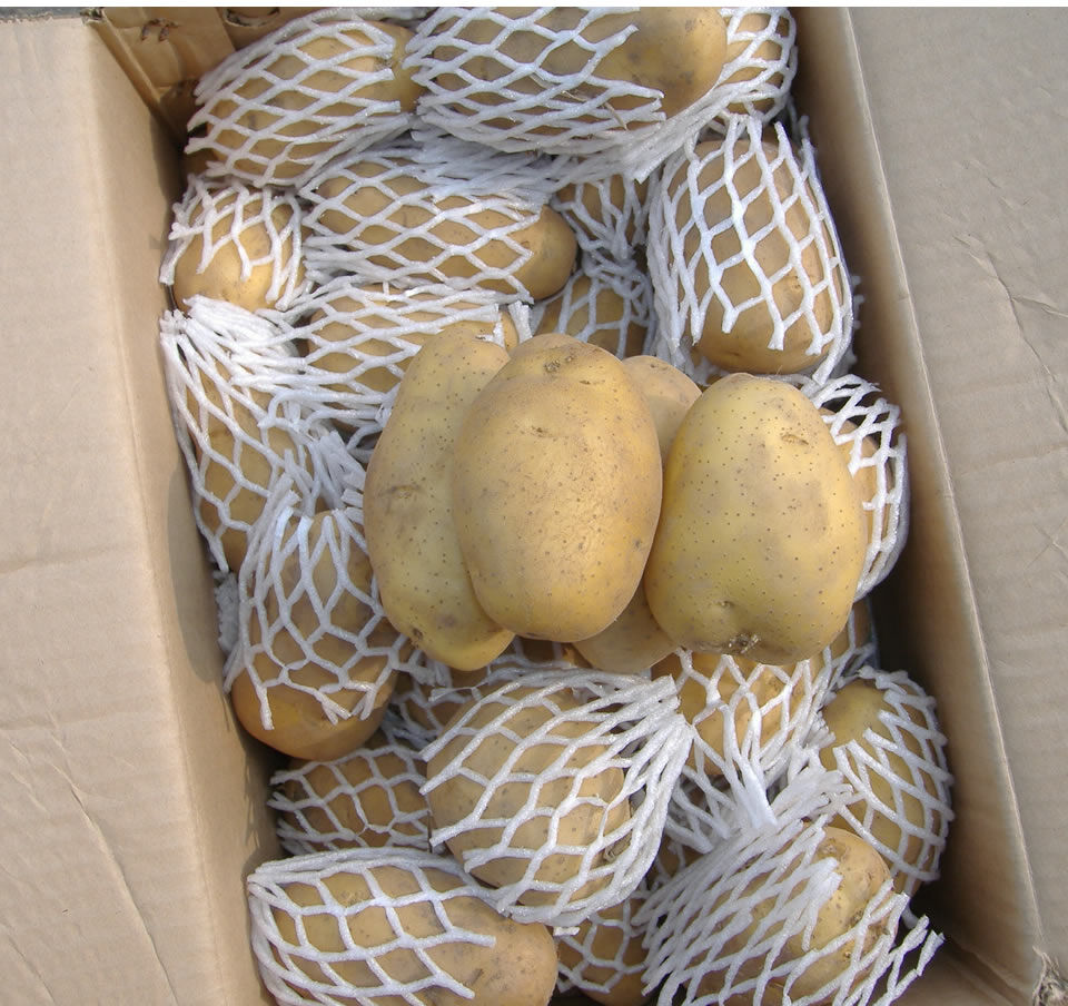 Fresh Potato / Holland 7 / 10kg carton / 8kg carton