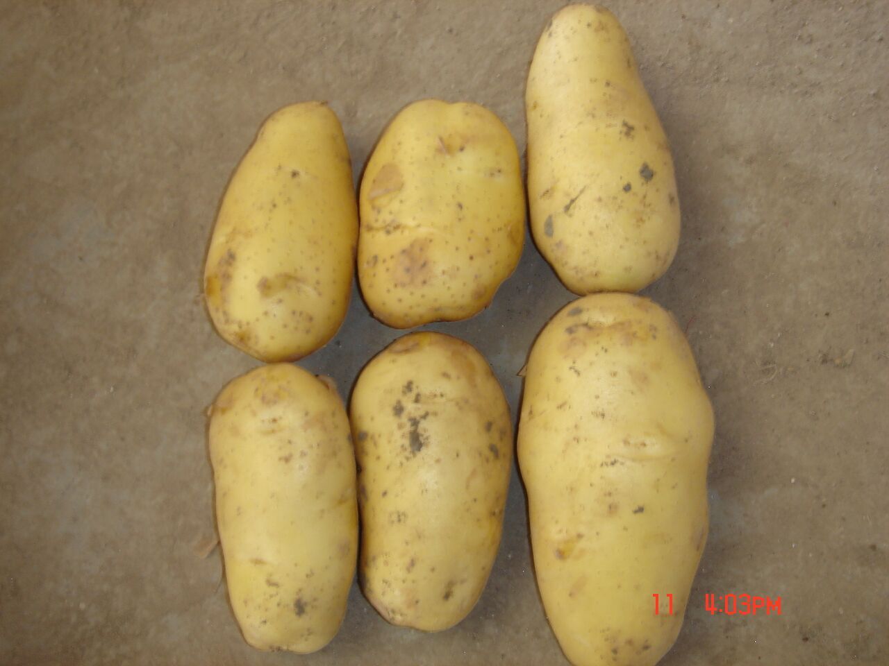 Fresh Potato / Holland 7 / 10kg carton / 8kg carton