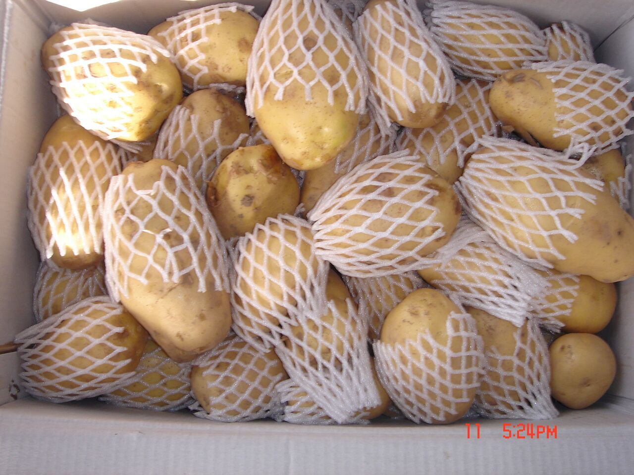 Fresh Potato / Holland 7 / 10kg carton / 8kg carton