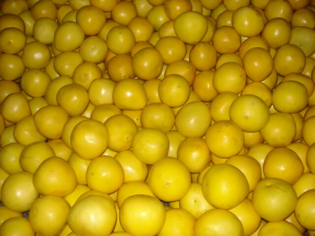 White Honey Pomelo