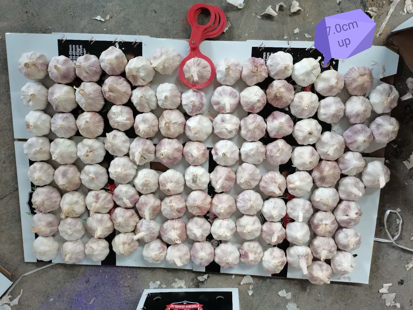 Fresh Garlic in Loose Carton