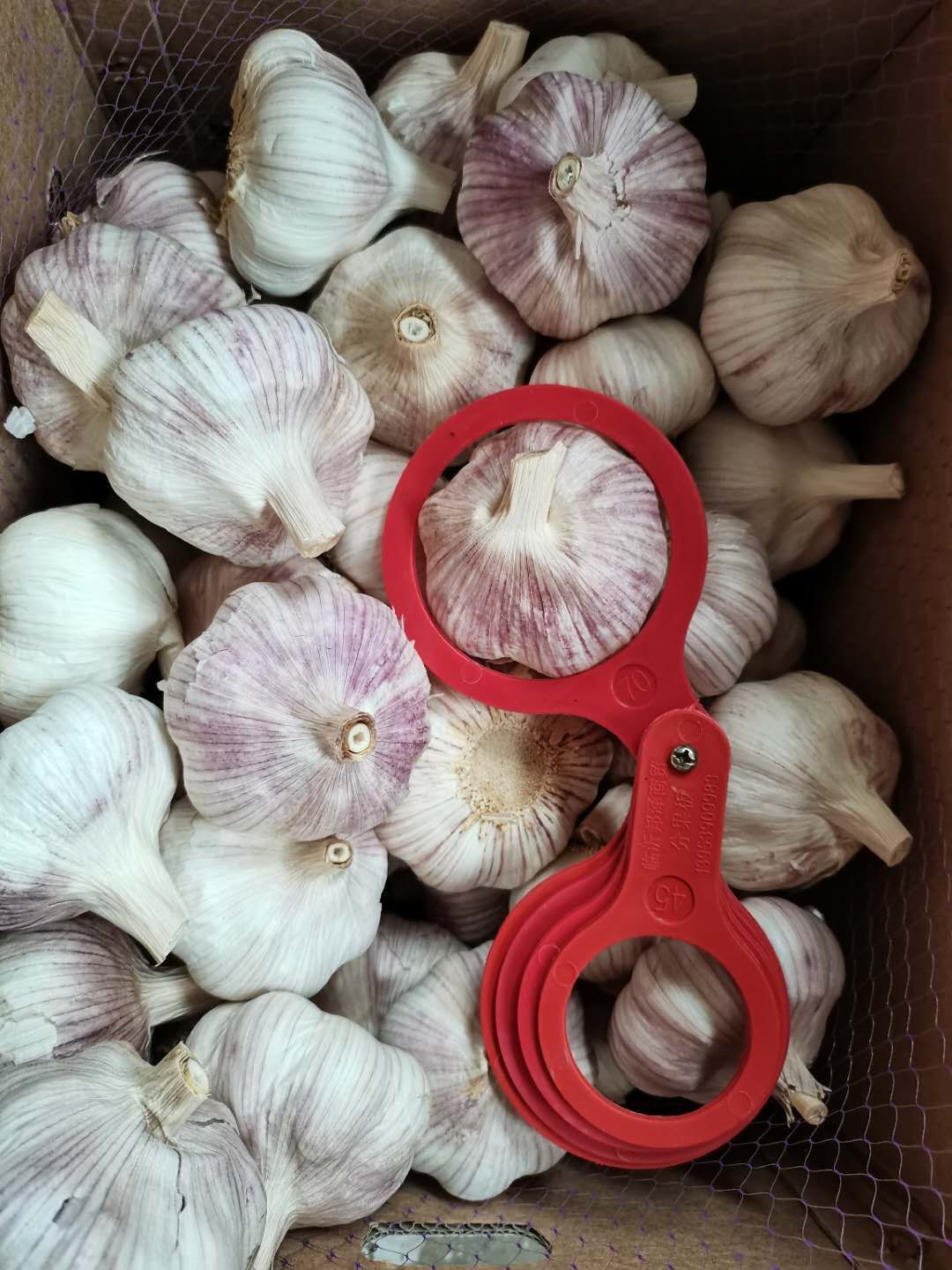 Fresh Garlic in Loose Carton