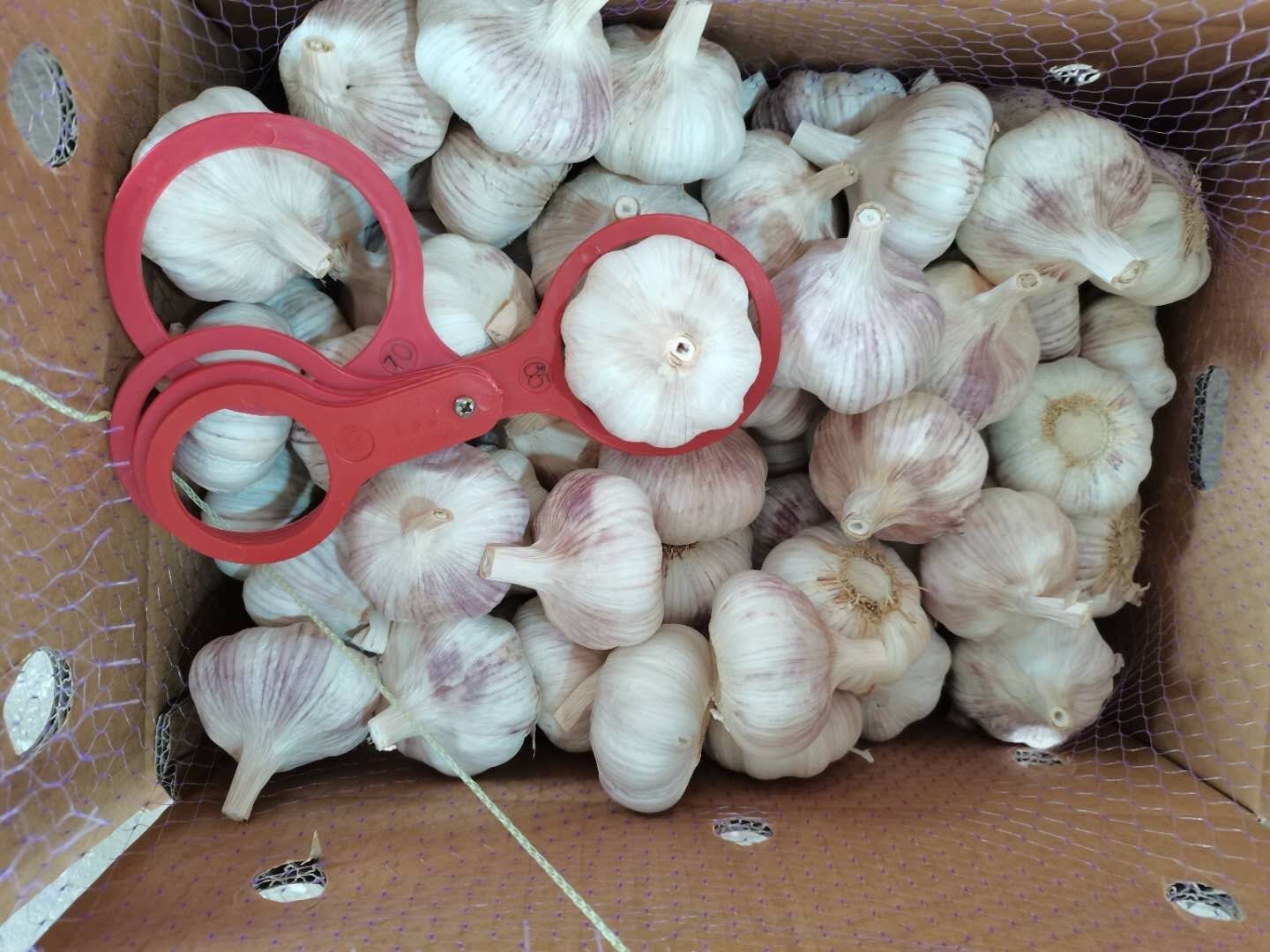 Fresh Garlic in Loose Carton