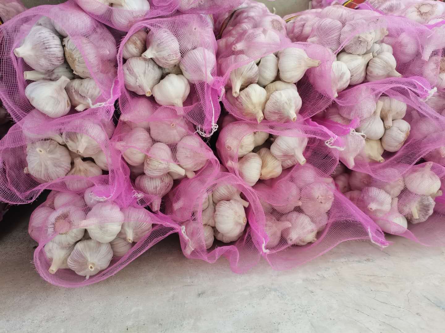 Fresh Garlic in Loose Mesh Bag