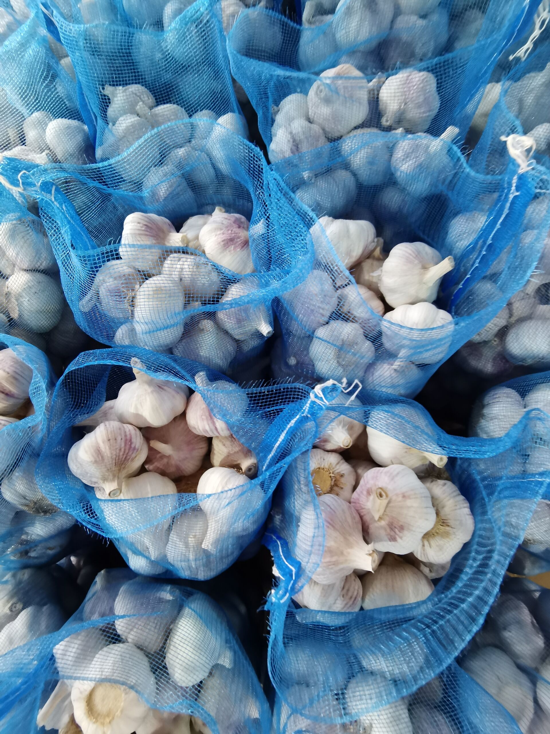 Fresh Garlic in Loose Mesh Bag