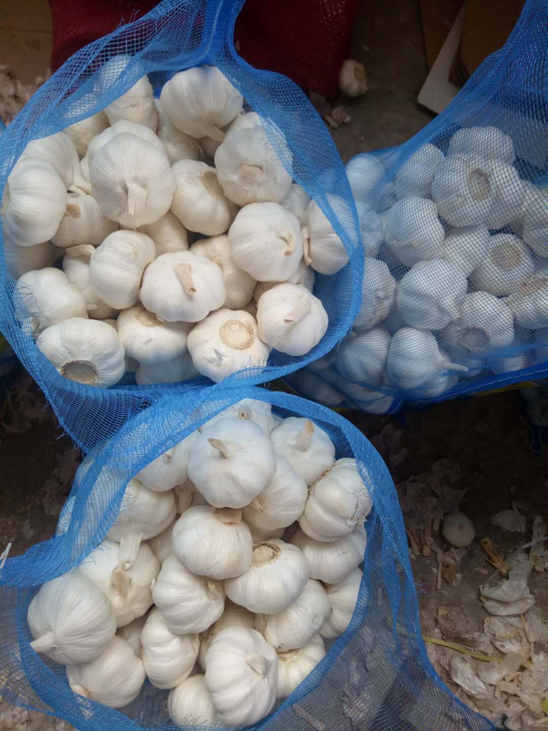 Fresh Garlic in Loose Mesh Bag