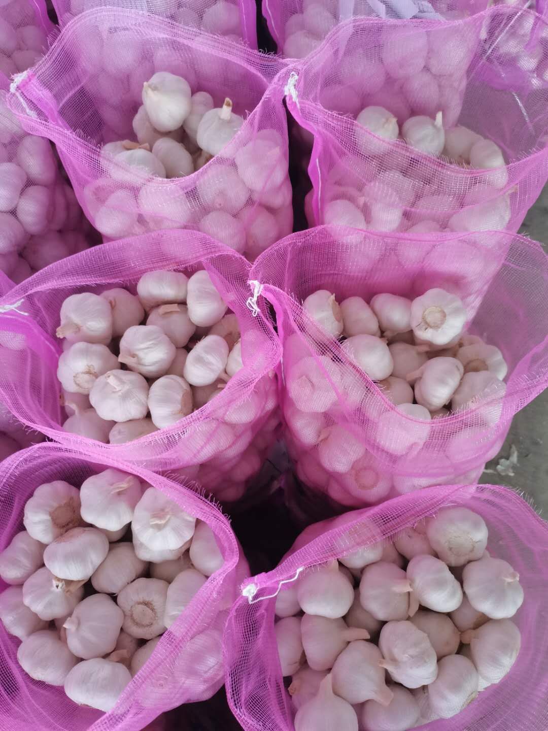 Fresh Garlic in Loose Mesh Bag