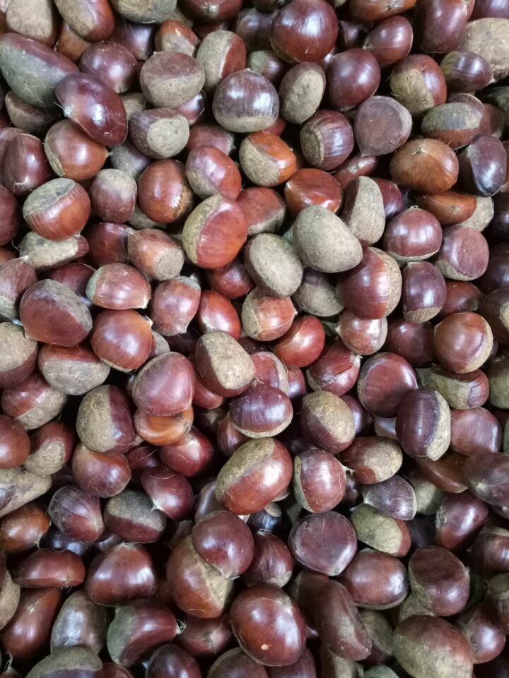 Fresh Chestnut/Dandong Chestnut / Jinhua Chestnut / 10kg loose jute bag 5kg loose jute bag