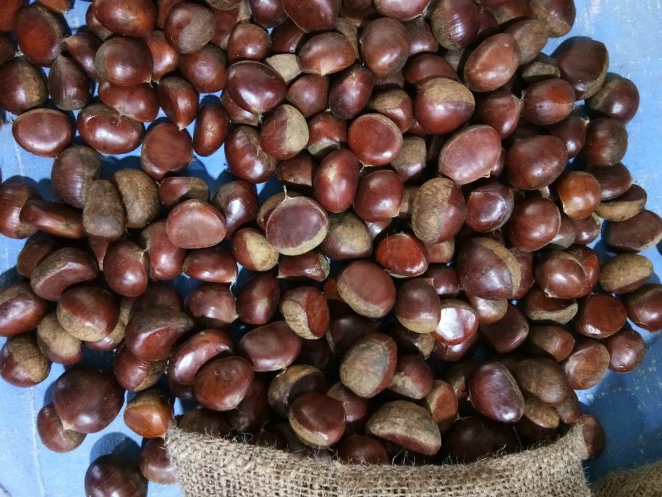 Easy Peeled Small Chestnut / Qianxi Chestnut  60-80pcs , 1kg round bag