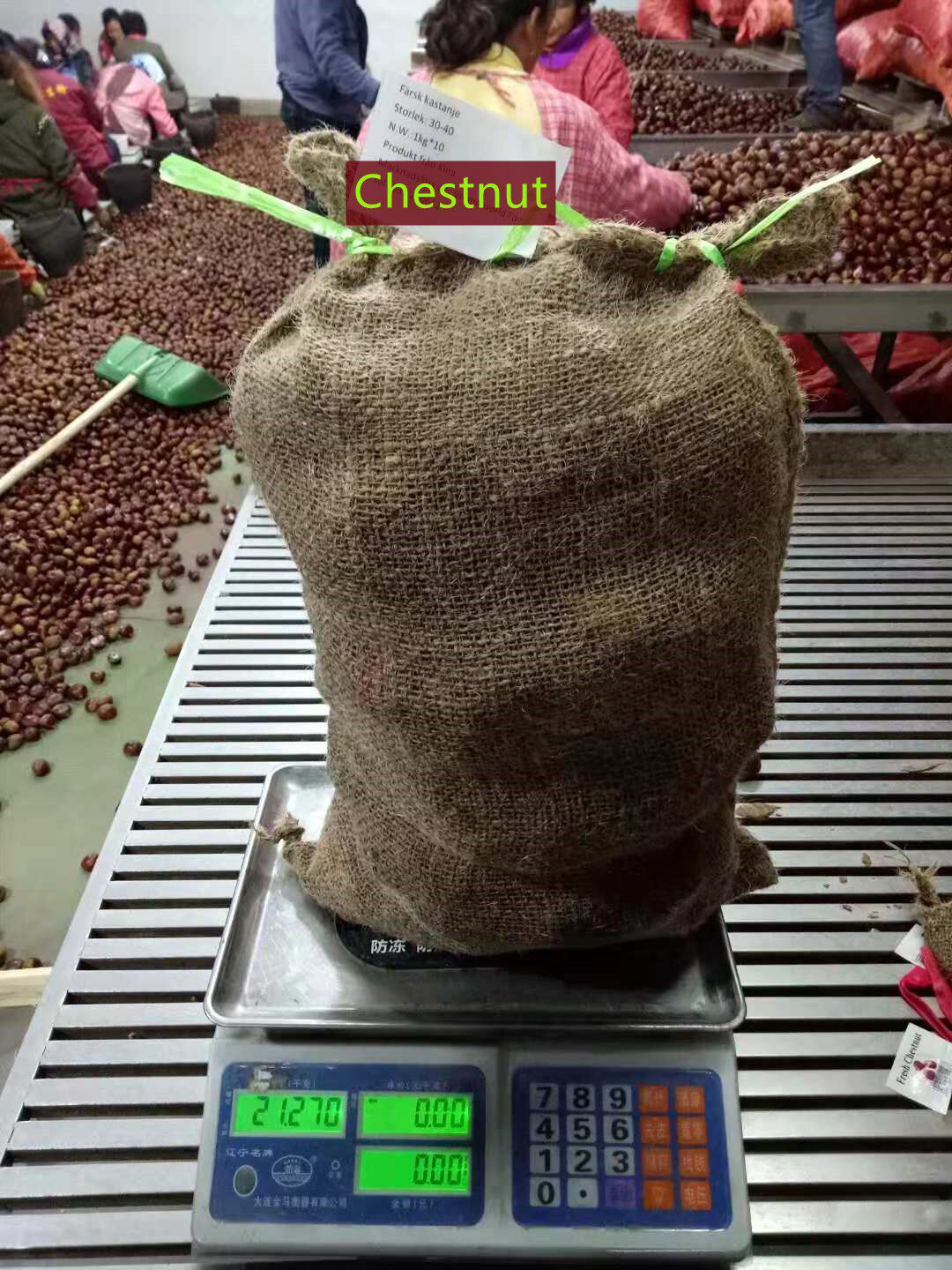Fresh Chestnut/Dandong Chestnut / Jinhua Chestnut / 10kg loose jute bag 5kg loose jute bag