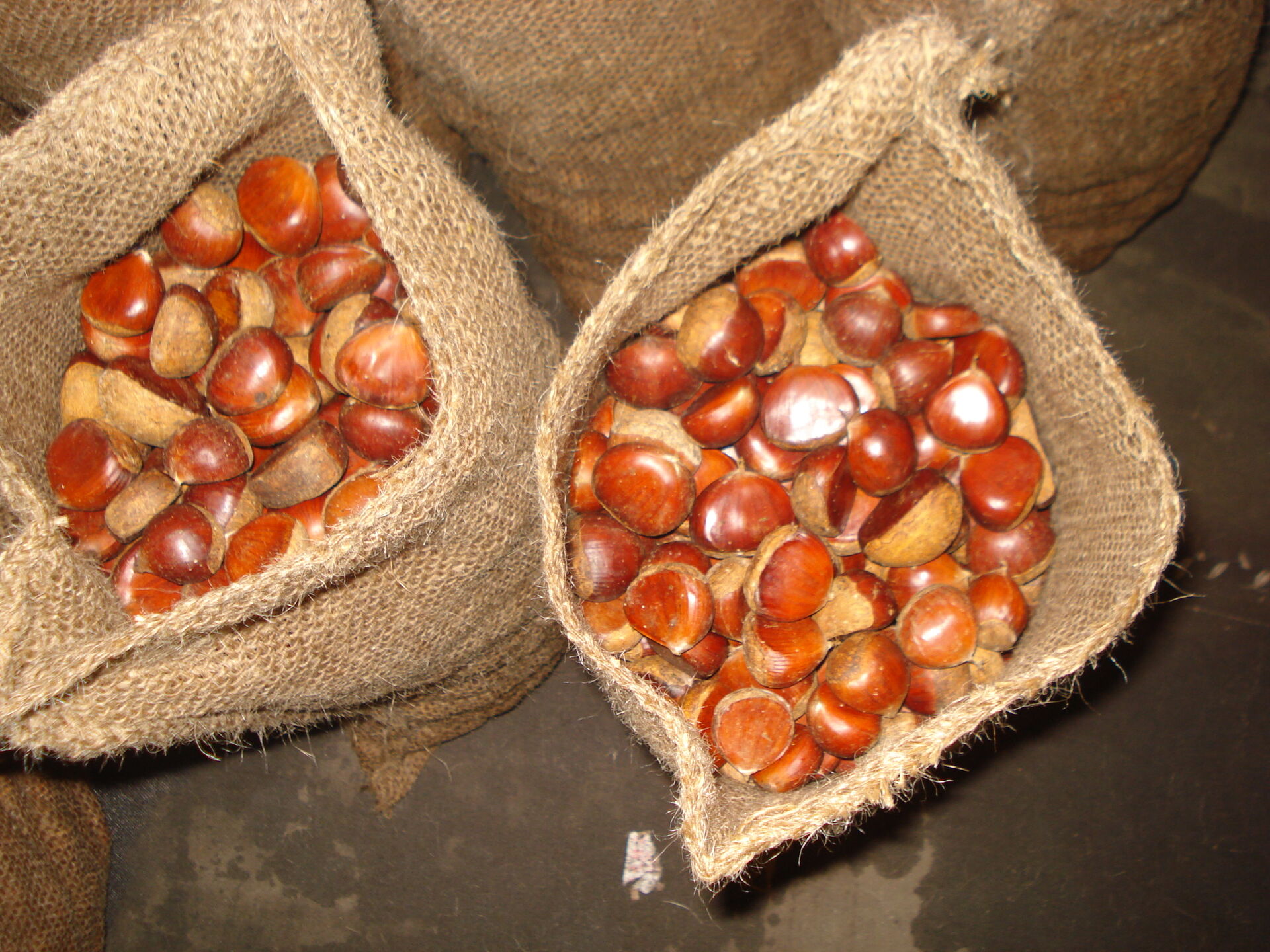 Fresh Chestnut/Dandong Chestnut / Jinhua Chestnut / 10kg loose jute bag 5kg loose jute bag