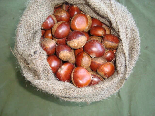 Fresh Chestnut/Dandong Chestnut / Jinhua Chestnut / 10kg loose jute bag 5kg loose jute bag