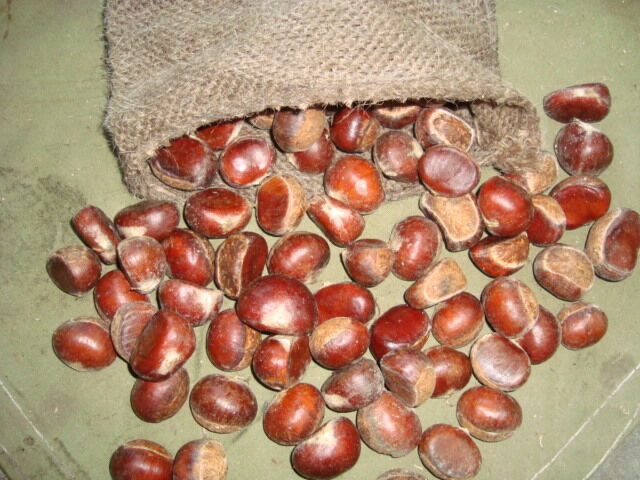 Fresh Chestnut/Dandong Chestnut / Jinhua Chestnut / 10kg loose jute bag 5kg loose jute bag