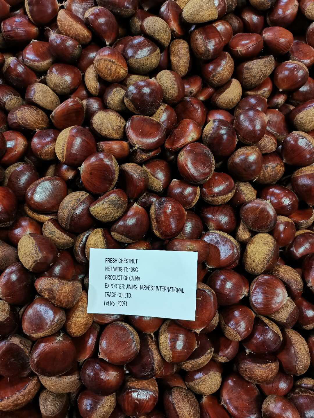 Fresh Chestnut/Dandong Chestnut / Jinhua Chestnut / 10kg loose jute bag 5kg loose jute bag