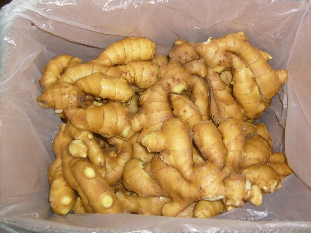 Fresh Ginger / Washed Ginger  in carton
