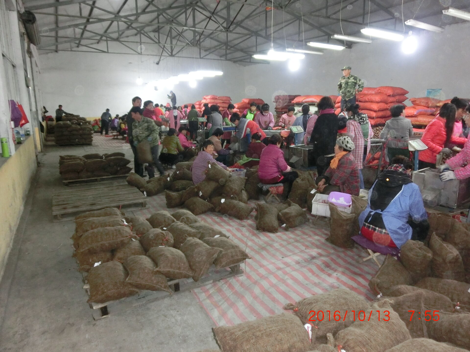 Fresh Chestnut/Dandong Chestnut / Jinhua Chestnut / 10kg mesh bag / 5kg mesh bag