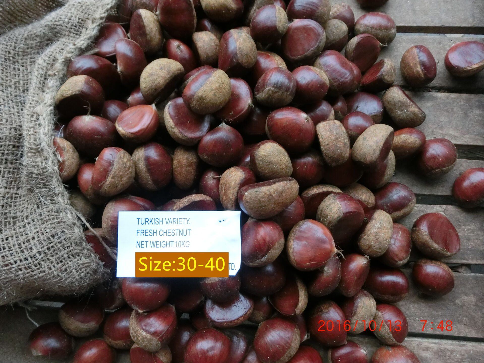 Fresh Chestnut/Dandong Chestnut / Jinhua Chestnut / 10kg mesh bag / 5kg mesh bag