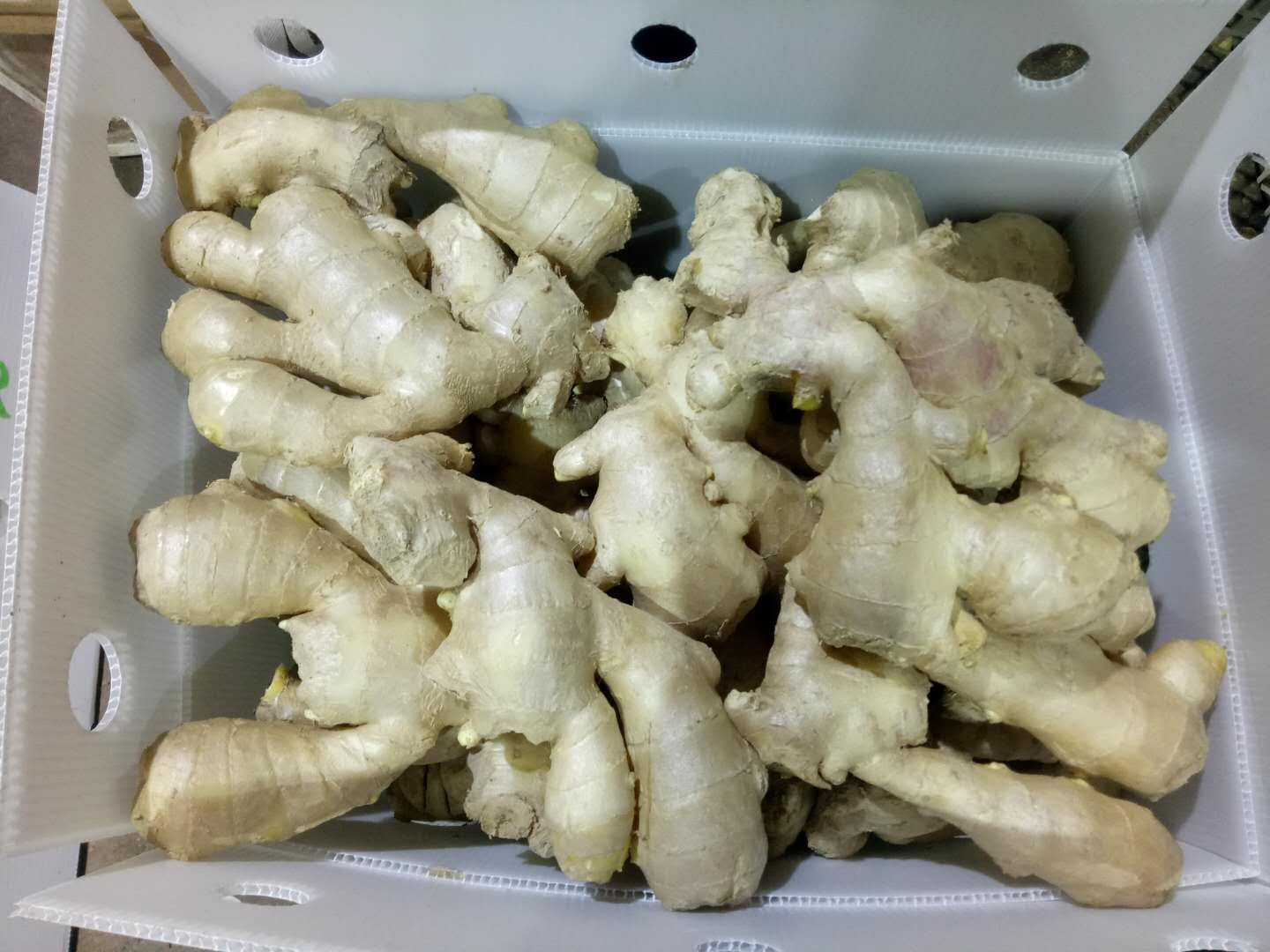 Air Dried Ginger  in 10kg plastic box