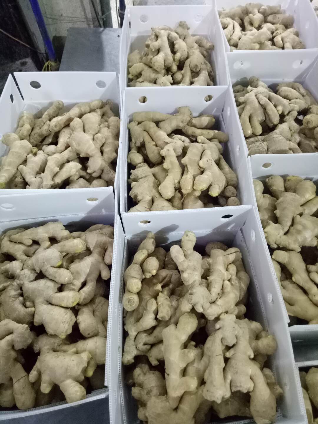 Air Dried Ginger  in 10kg plastic box