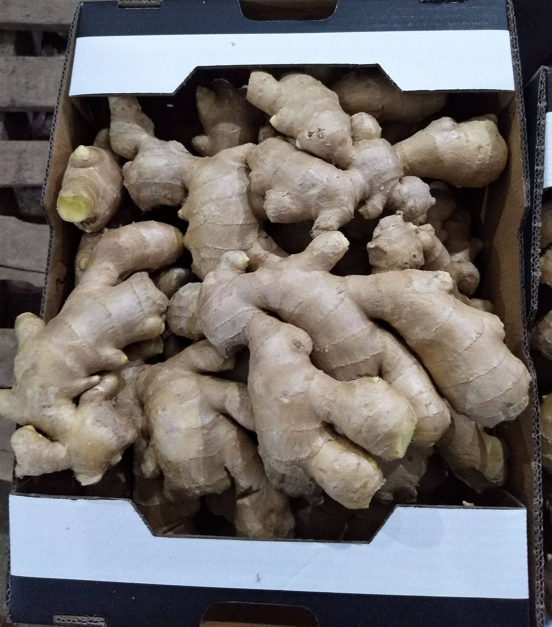 Air Dried Ginger / Dry Ginger / Fresh Ginger  in 10kg or 30 lb top open carton