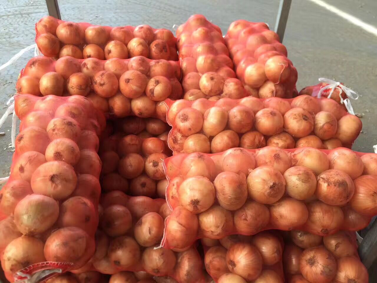 Yellow Onion / Fresh Onion in mesh bag