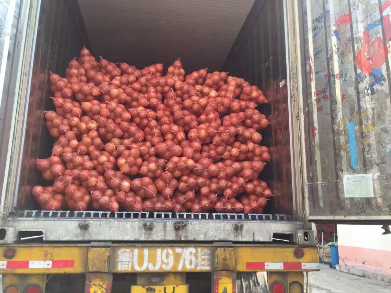 Yellow Onion / Fresh Onion in mesh bag