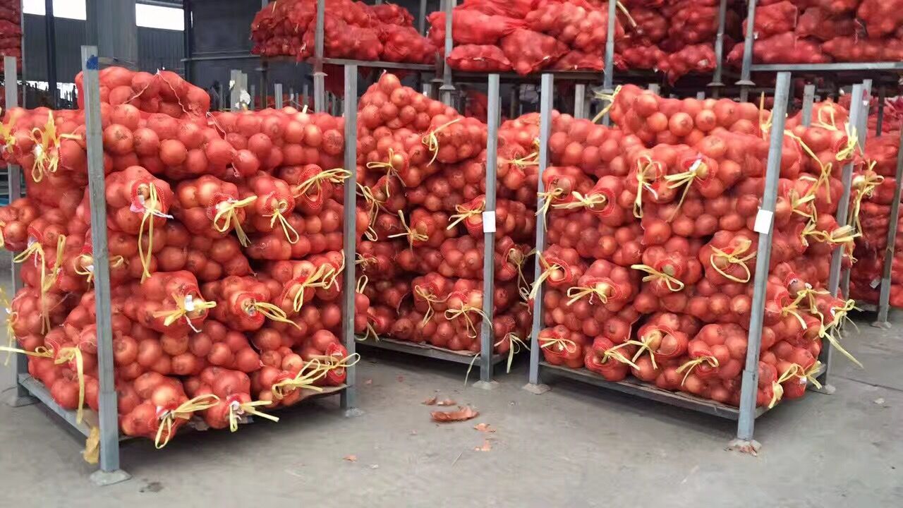 Yellow Onion / Fresh Onion in mesh bag