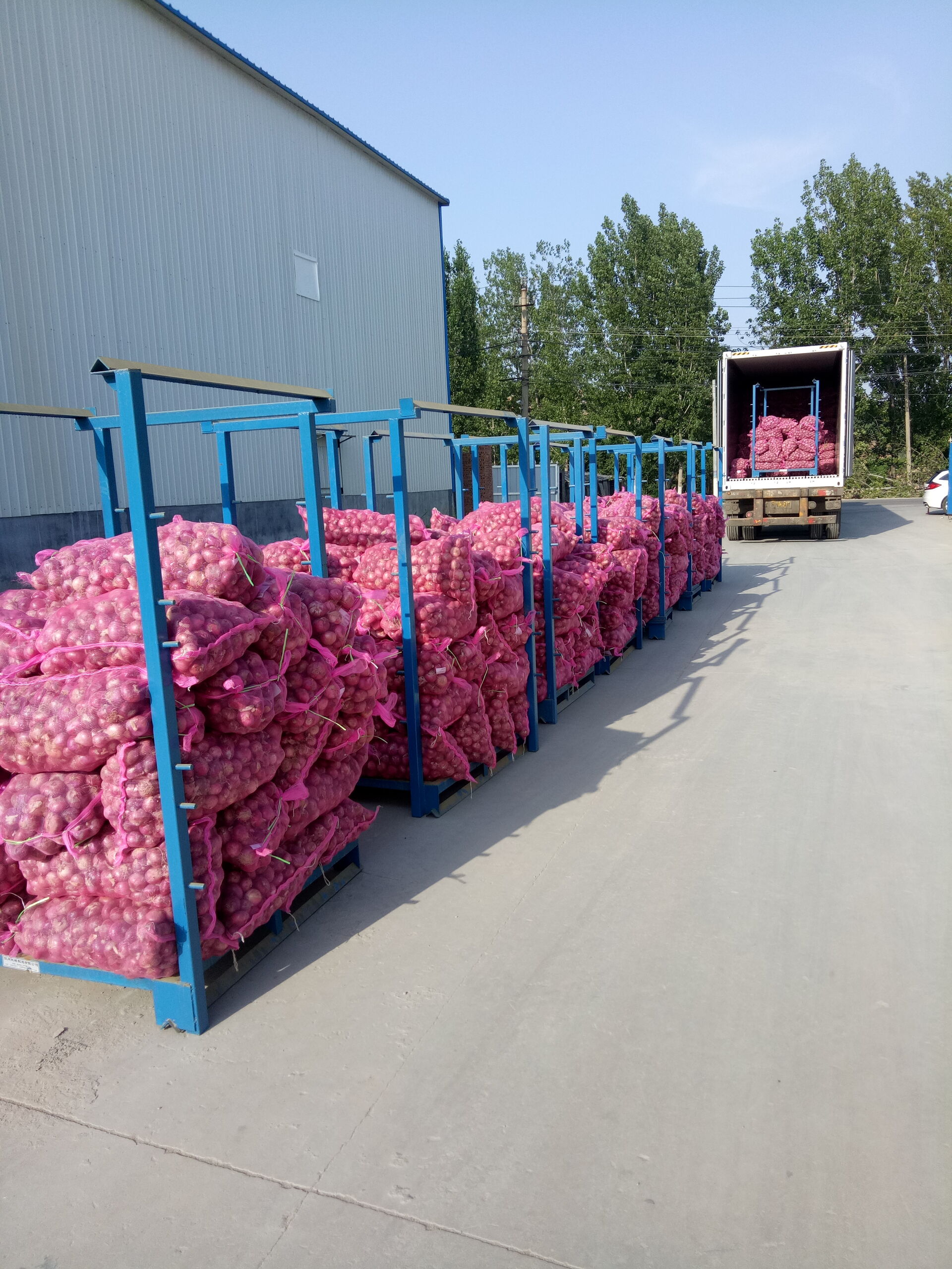 Fresh Onion / Red Onion/ Flat onion in mesh bag