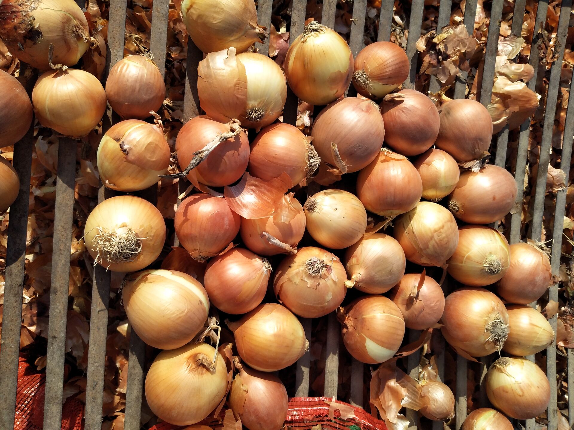 Yellow Onion / Fresh Onion in mesh bag