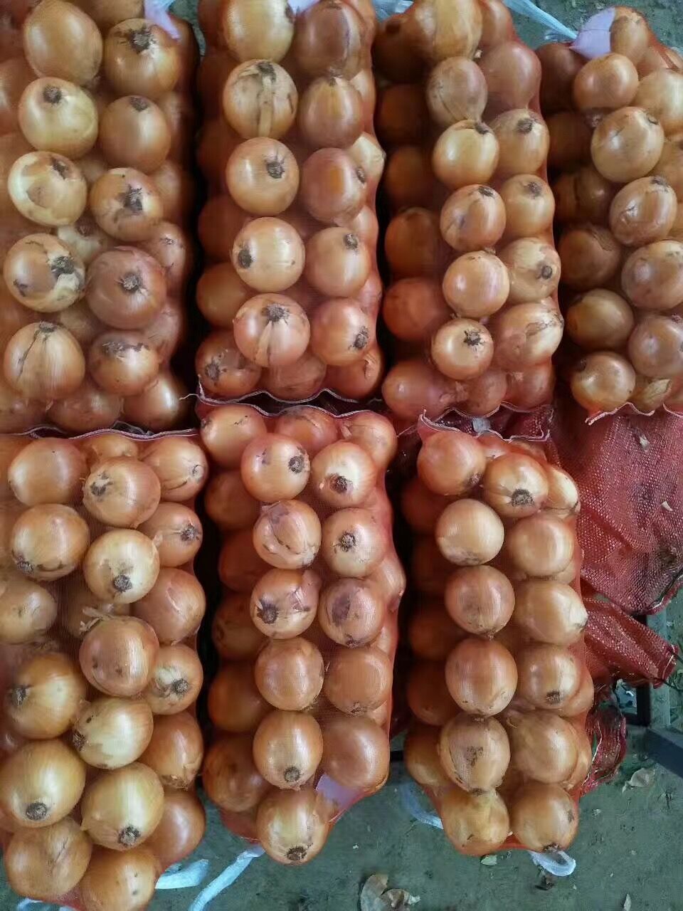 Yellow Onion / Fresh Onion in mesh bag