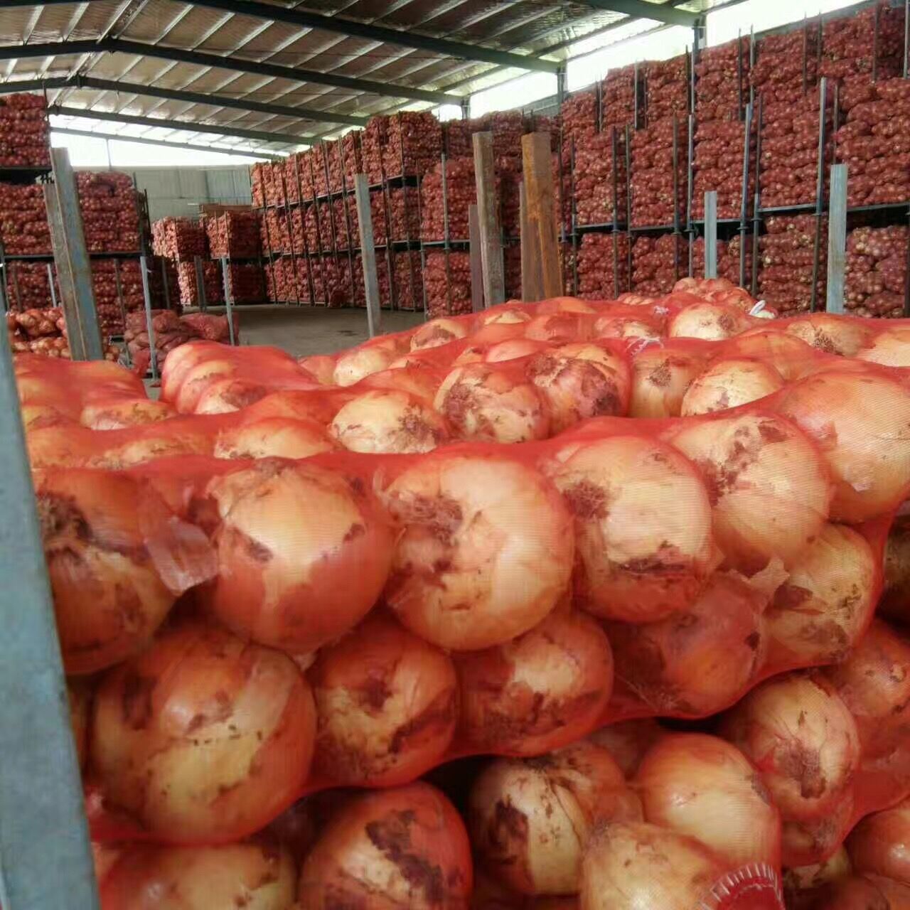 Yellow Onion / Fresh Onion in mesh bag