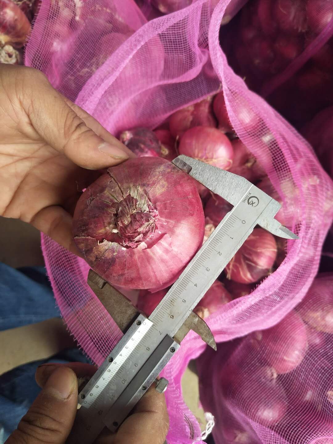 Fresh Onion / Red Onion/ Flat onion in mesh bag