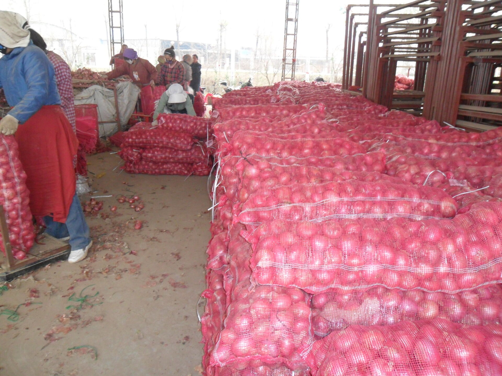 Fresh Onion / Red Onion/ Flat onion in mesh bag