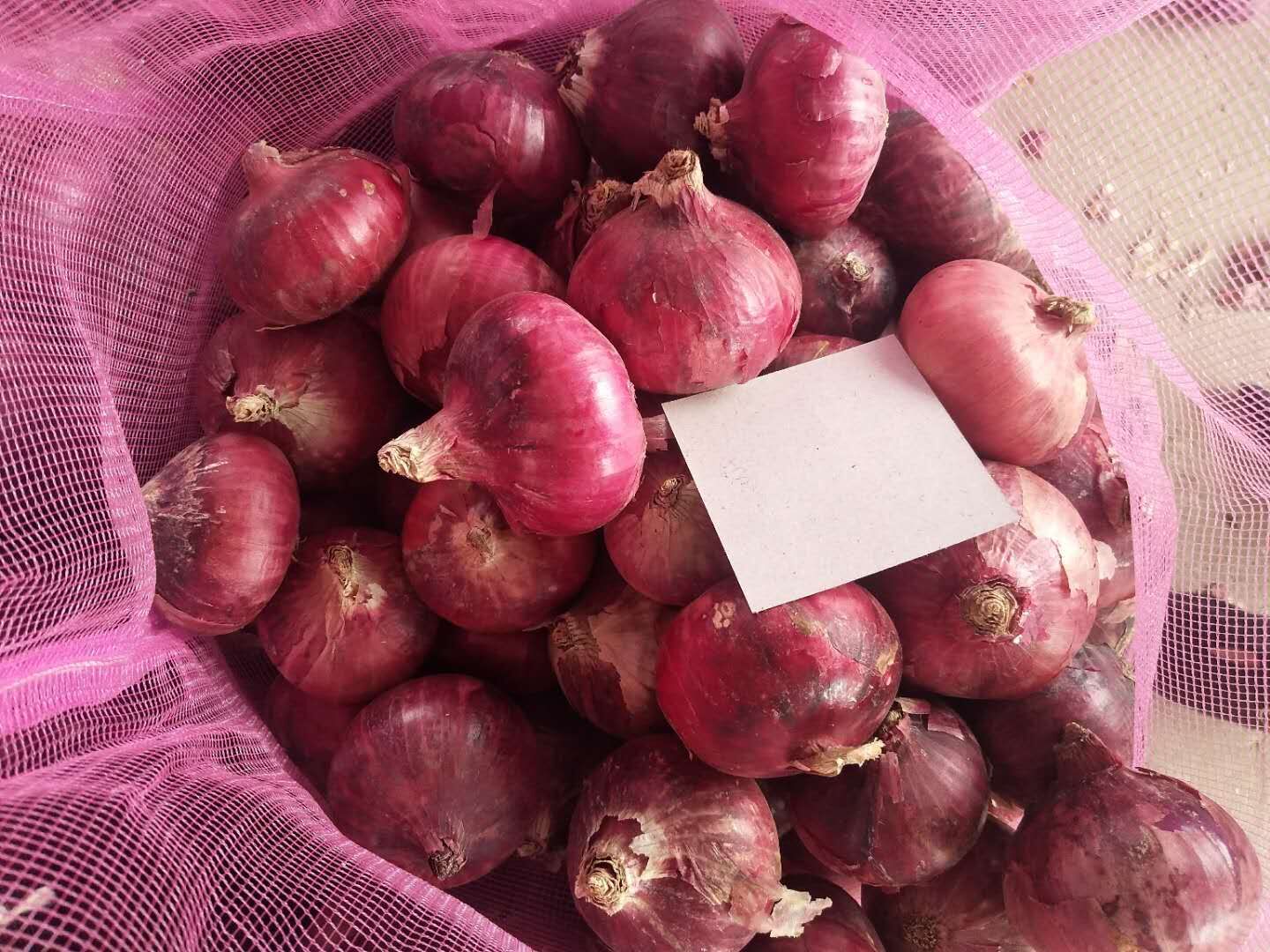 Fresh Onion / Red Onion/ Flat onion in mesh bag