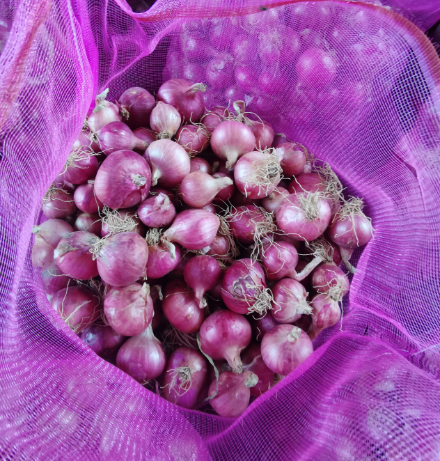 Fresh Onion / Red Onion/ Flat onion in mesh bag