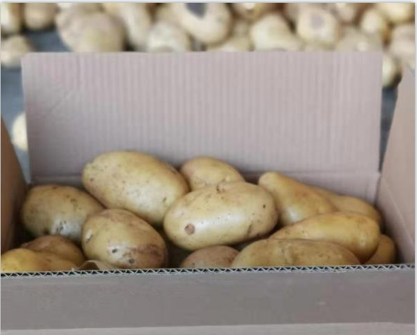 Fresh Potato / Holland 7 / 10kg carton / 8kg carton