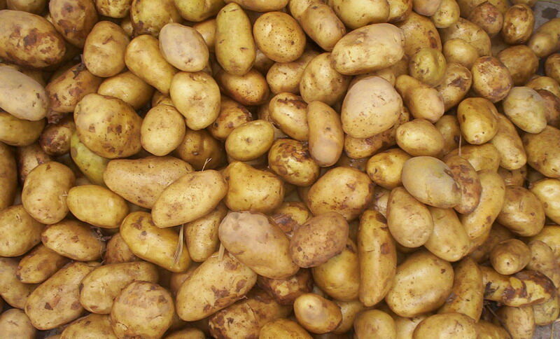 Fresh Potato / Holland 7 / 10kg carton / 8kg carton