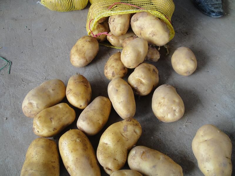 Fresh Potato / Holland 7 / 10kg carton / 8kg carton